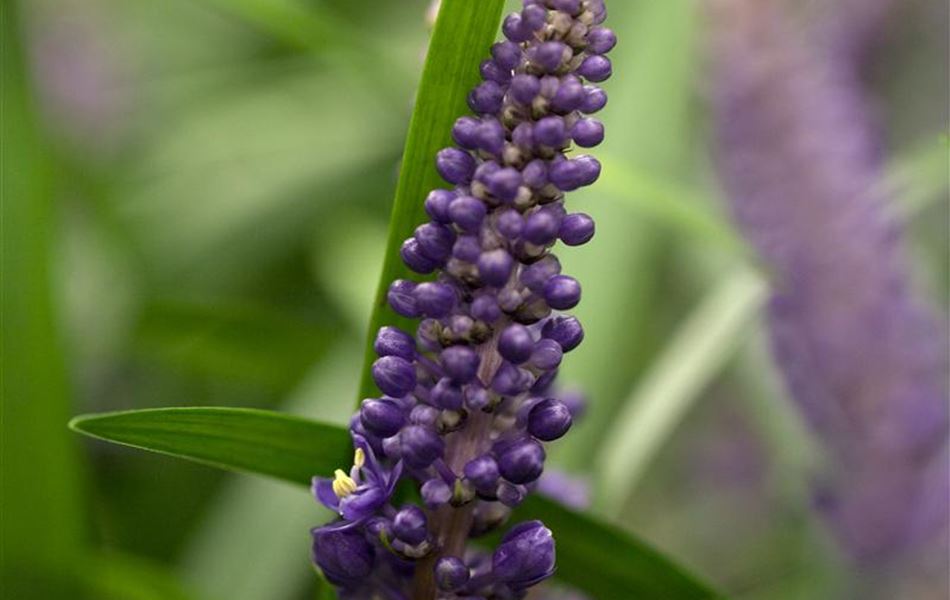 Liriope muscari 'Royal Purple'